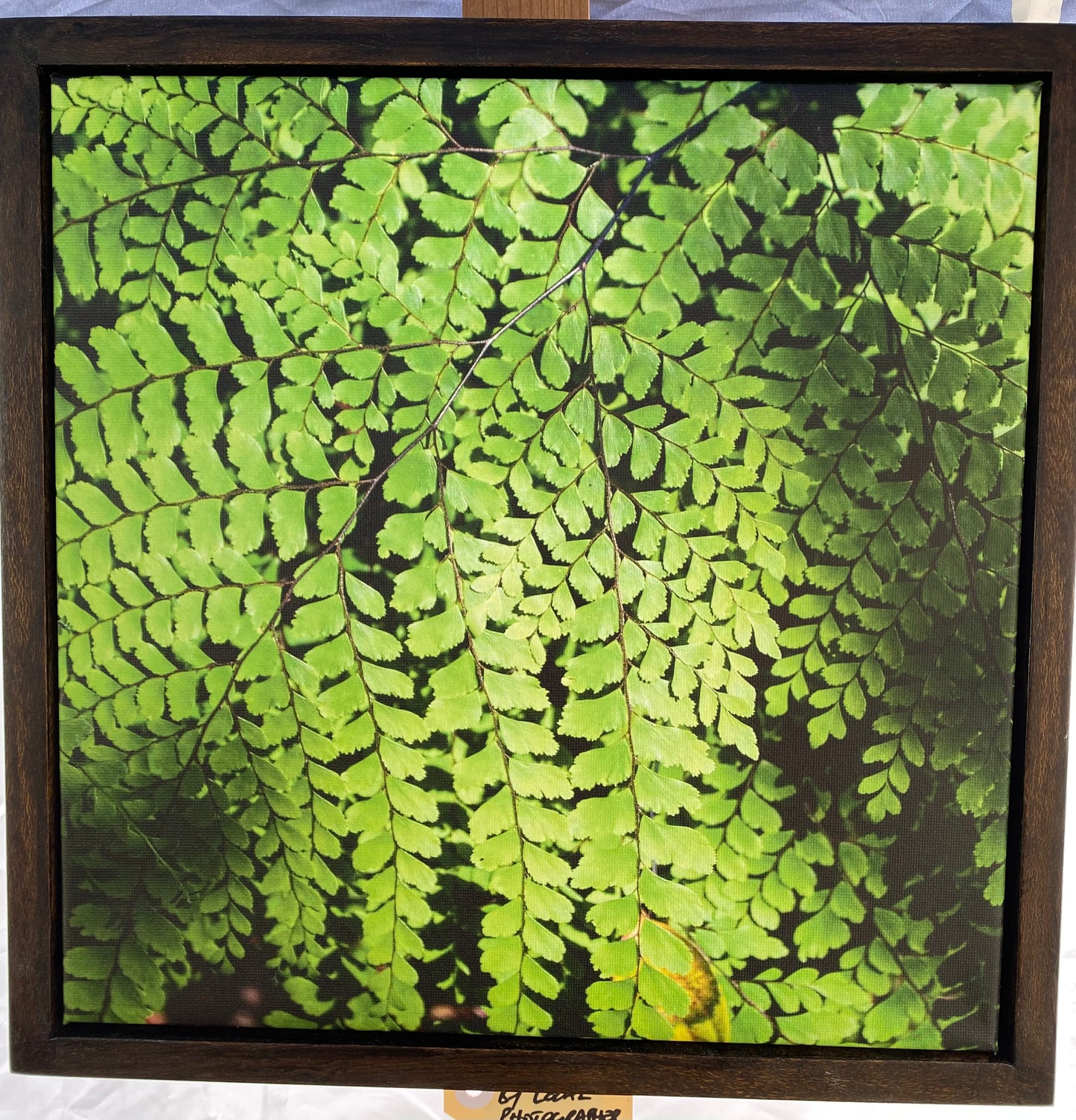 Original Photograph on Canvas - Ferns