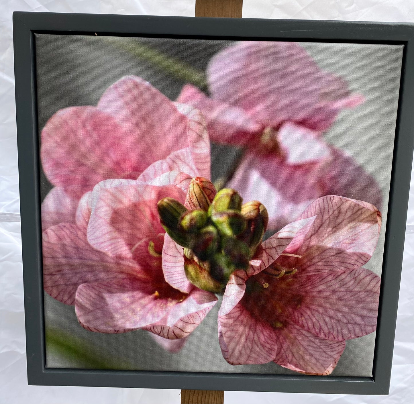 Original Photograph on Canvas - Freesia