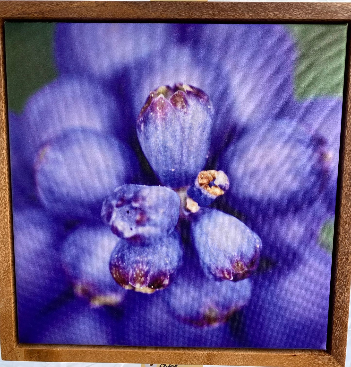 Original Photograph on Canvas - Grape Hyacinth